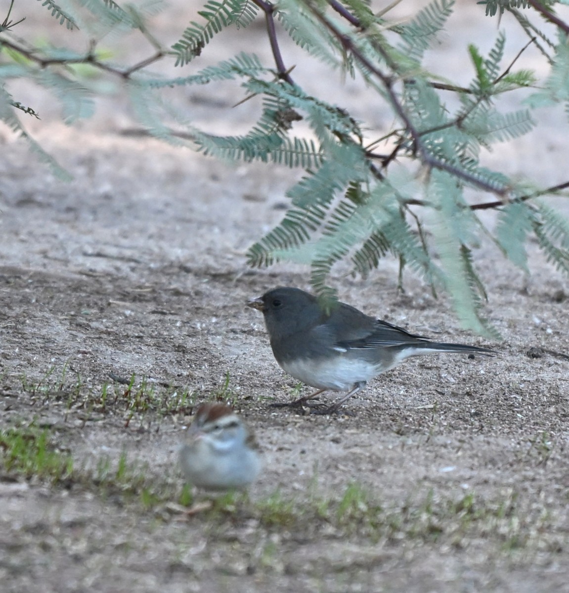 Dark-eyed Junco (Slate-colored) - ML646027744