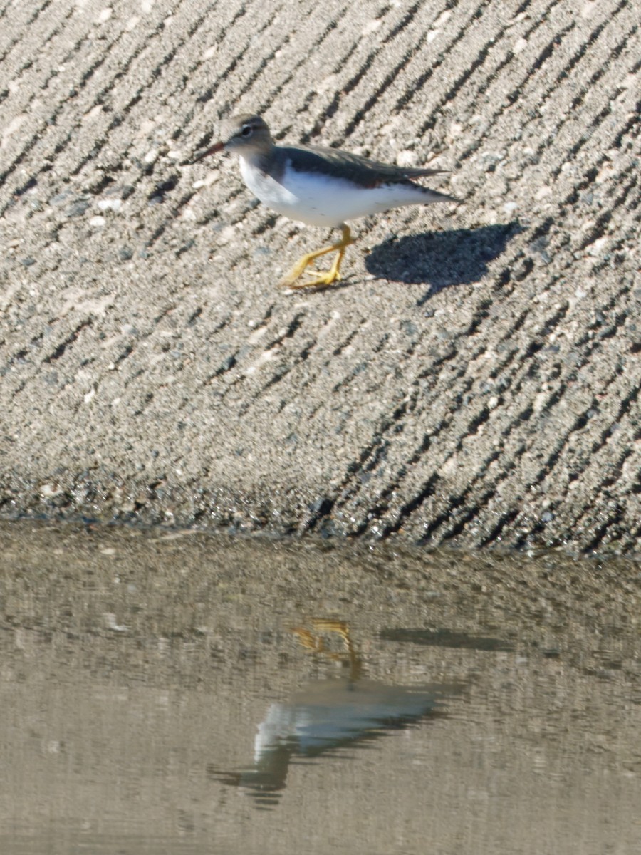 Andarríos Maculado - ML646027745