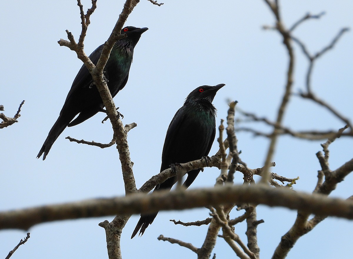 špaček lesklý - ML646027747