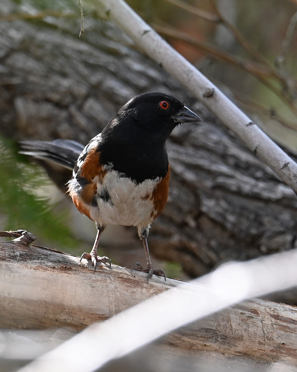 Toquí Moteado - ML646027748