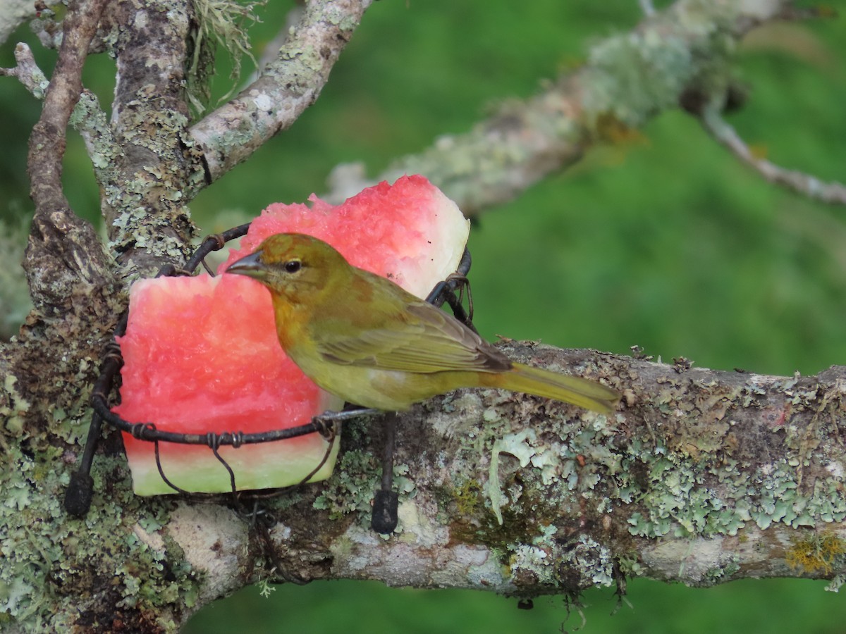 Piranga Bermeja - ML646027749