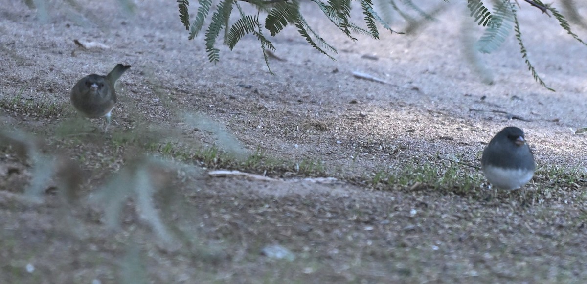 Dark-eyed Junco (Pink-sided) - ML646027751