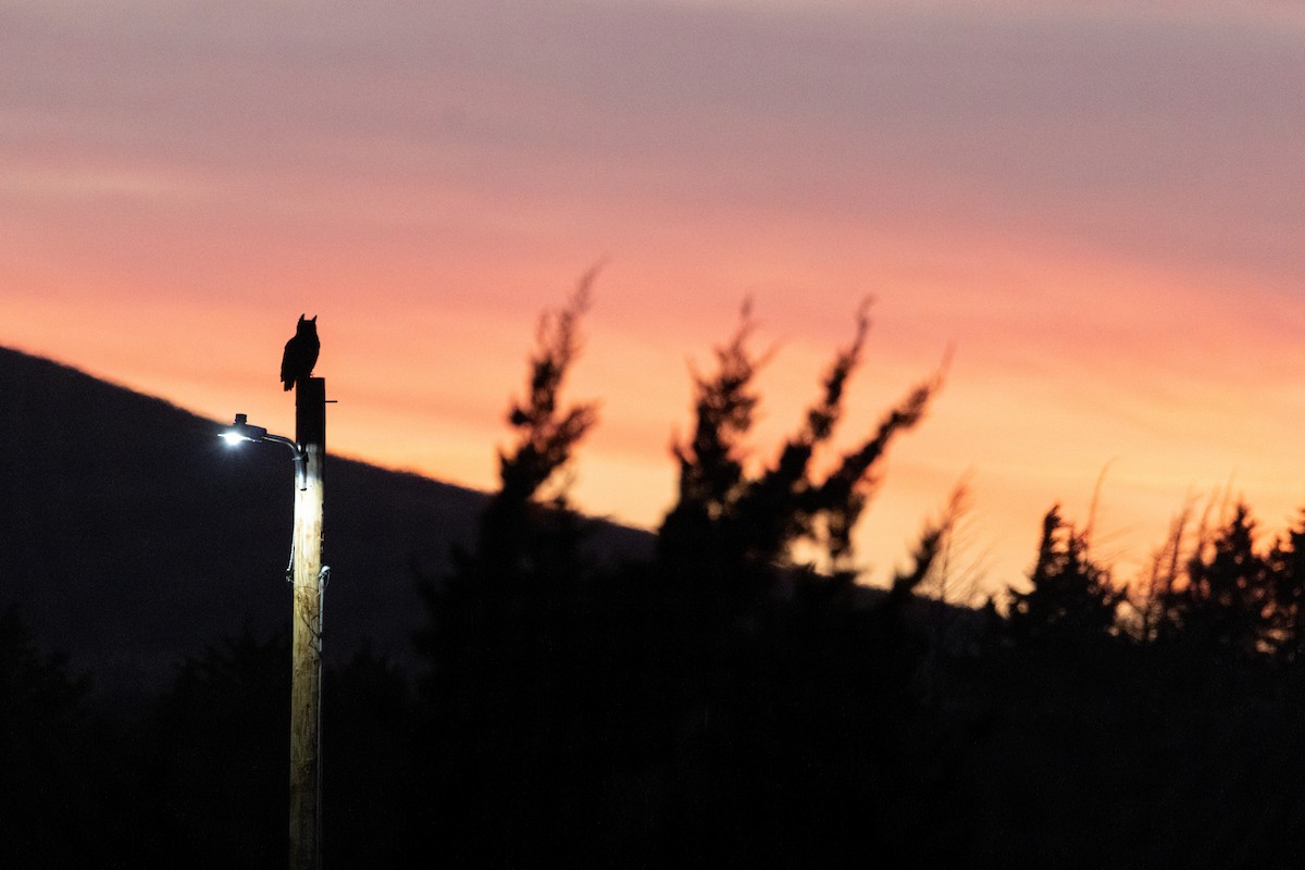 アメリカワシミミズク - ML646027752