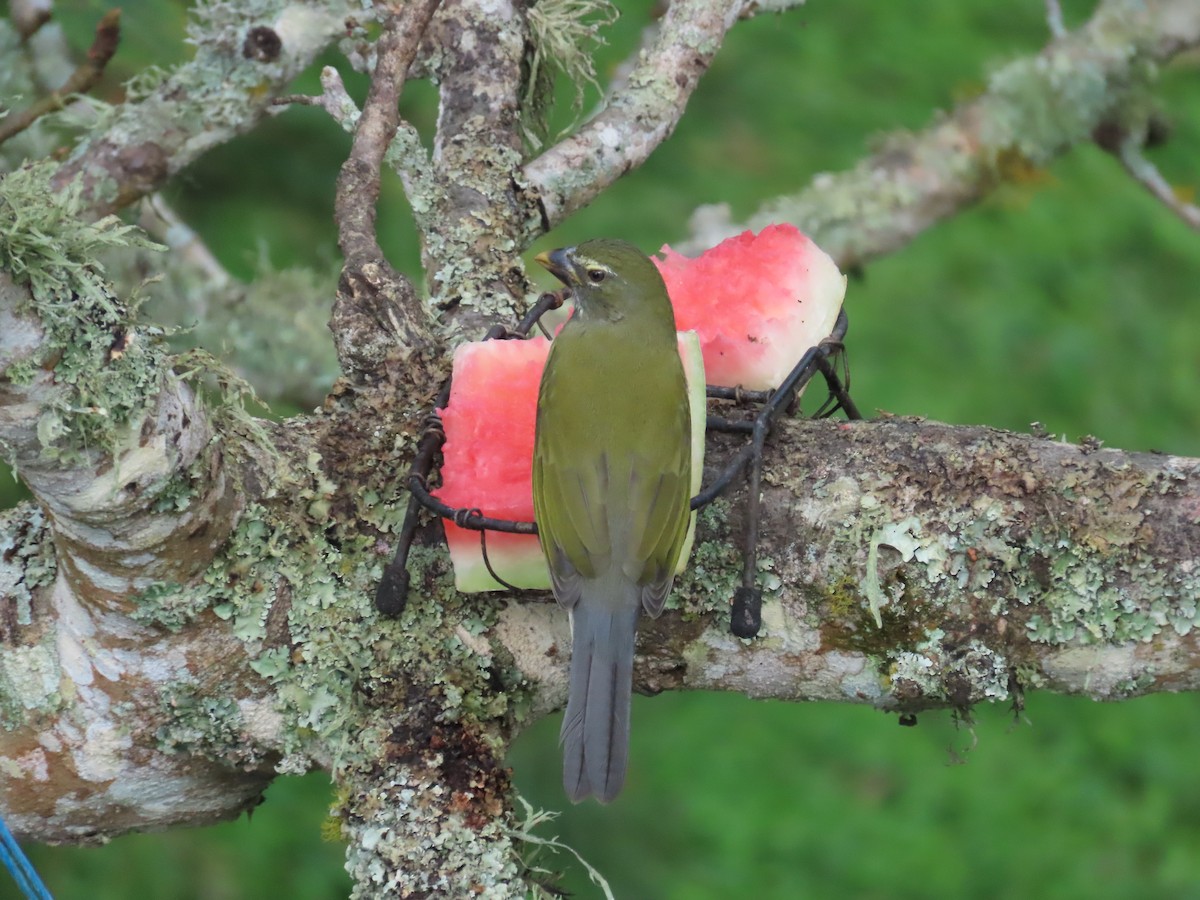 Pepitero Listado - ML646027753