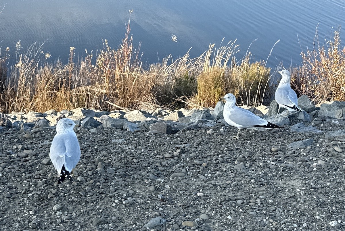 Gaviota de Delaware - ML646027754