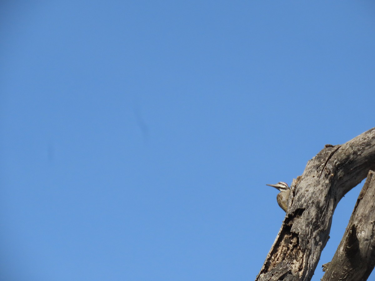 Bearded Woodpecker - ML646027758