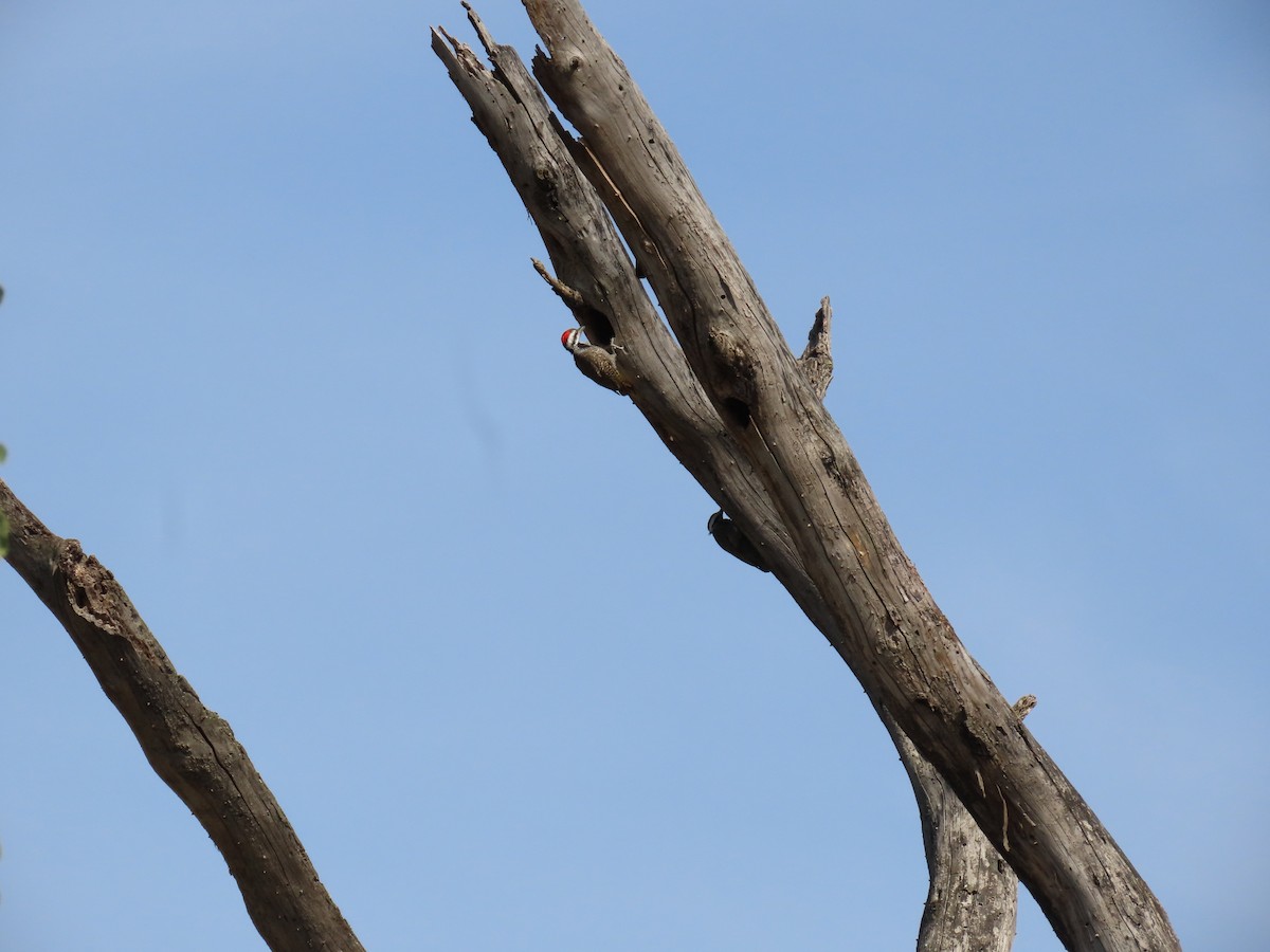 Bearded Woodpecker - ML646027759