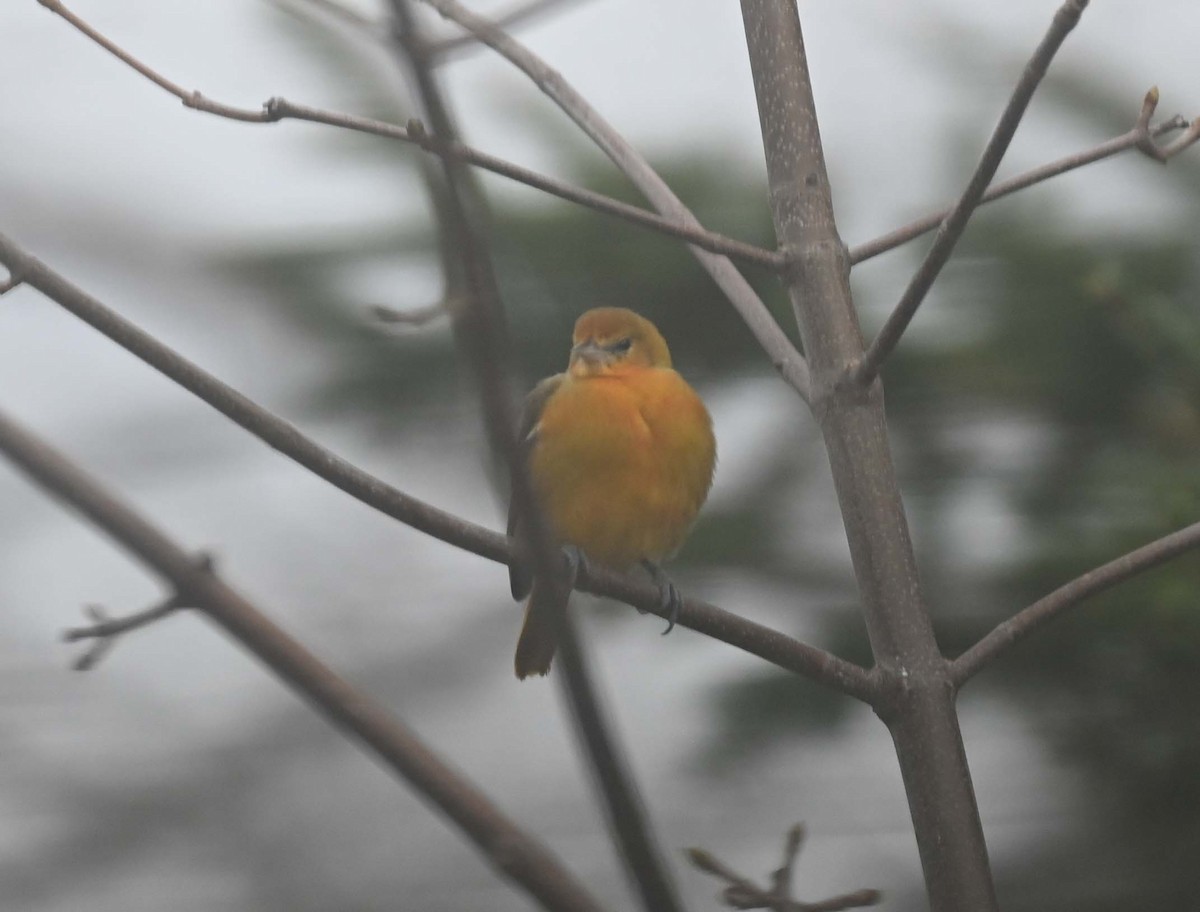 ボルチモアムクドリモドキ - ML646027763