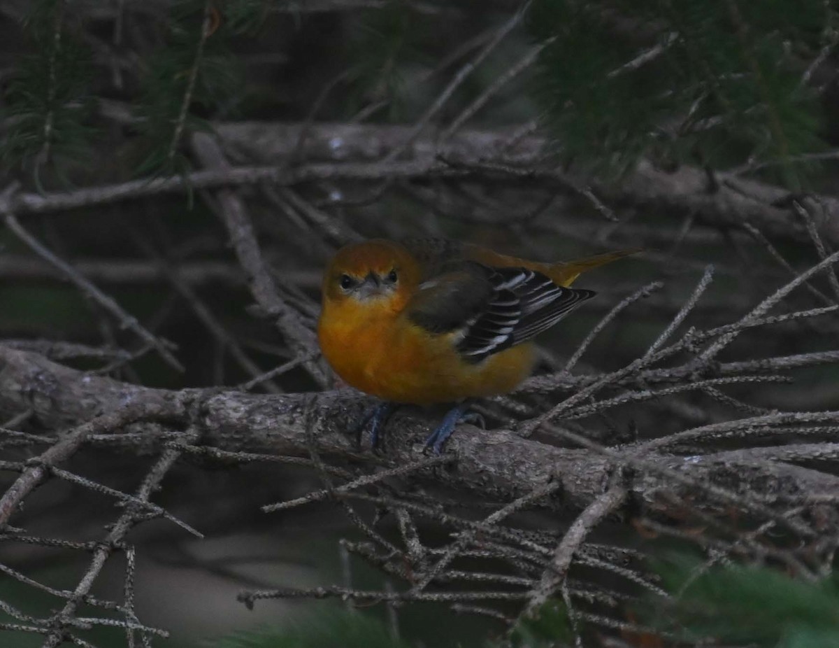 ボルチモアムクドリモドキ - ML646027764