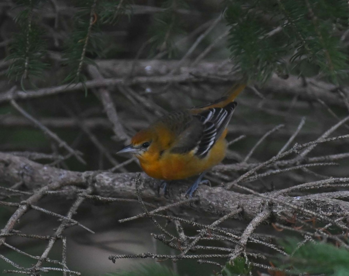 ボルチモアムクドリモドキ - ML646027765