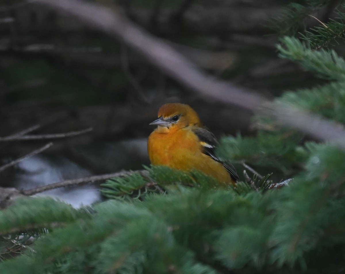 ボルチモアムクドリモドキ - ML646027766