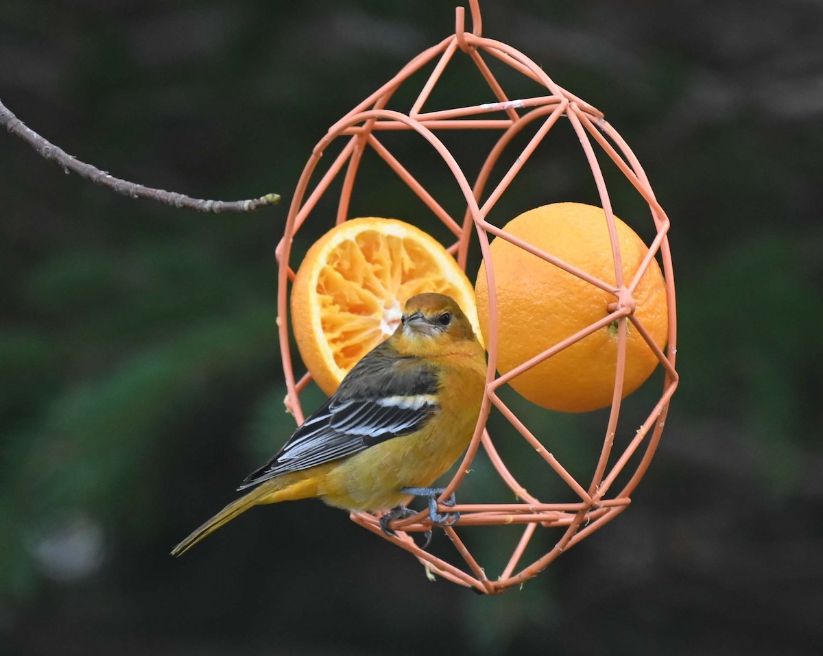 ボルチモアムクドリモドキ - ML646027767