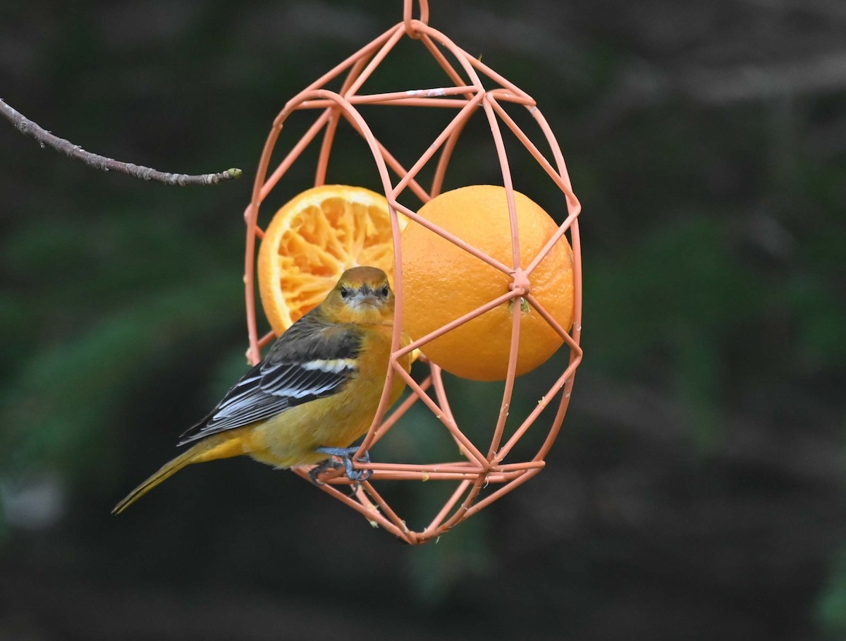 ボルチモアムクドリモドキ - ML646027769