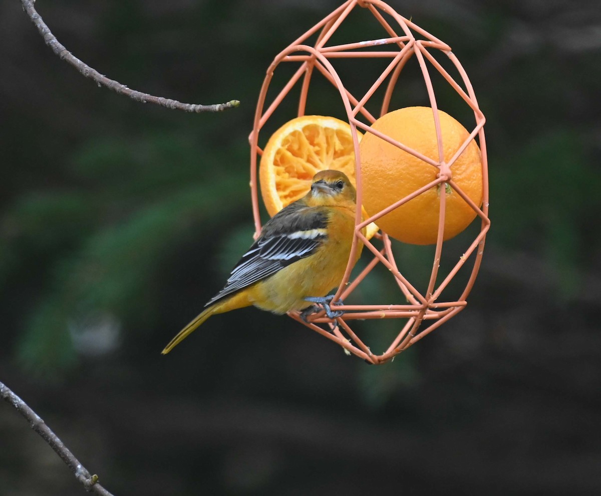 ボルチモアムクドリモドキ - ML646027770