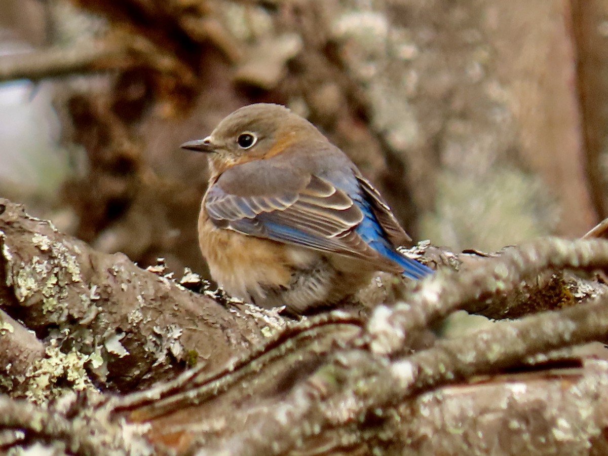 Eastern Bluebird - ML646027772