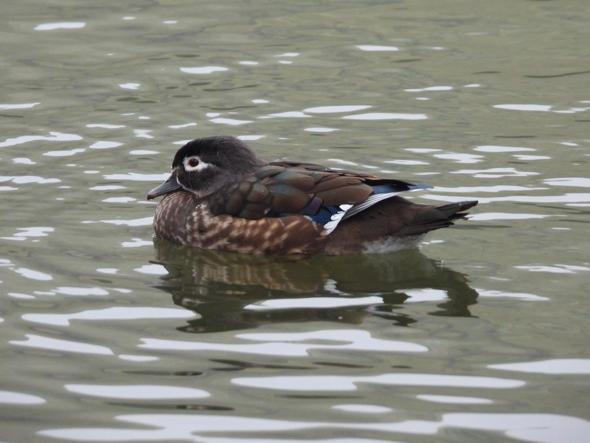 Canard branchu - ML646027781