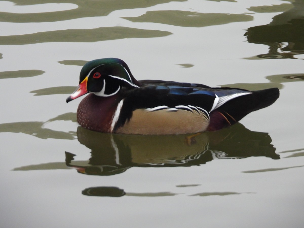 Canard branchu - ML646027782