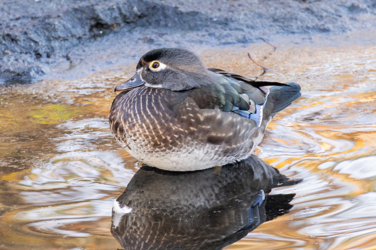Canard branchu - ML646027790
