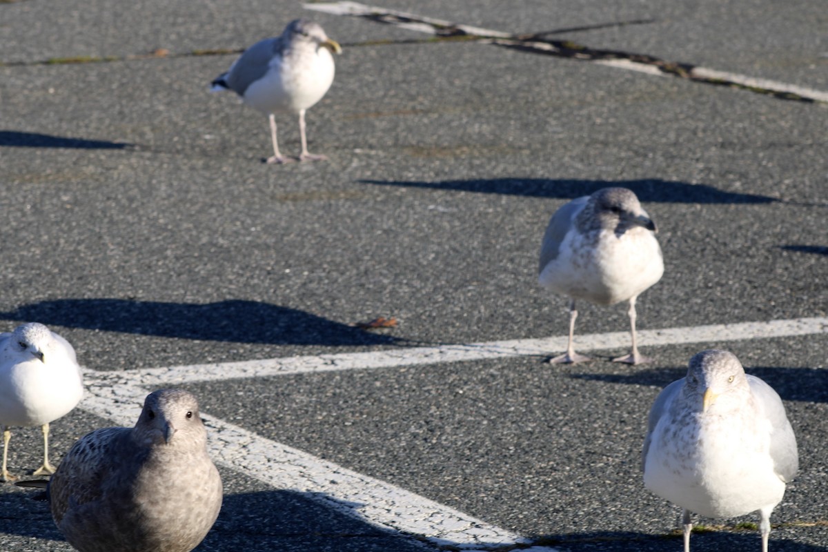 Ring-billed Gull - ML646027797