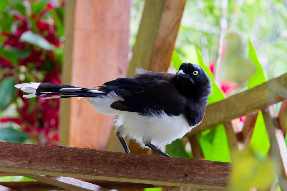 Black-chested Jay - ML646027800