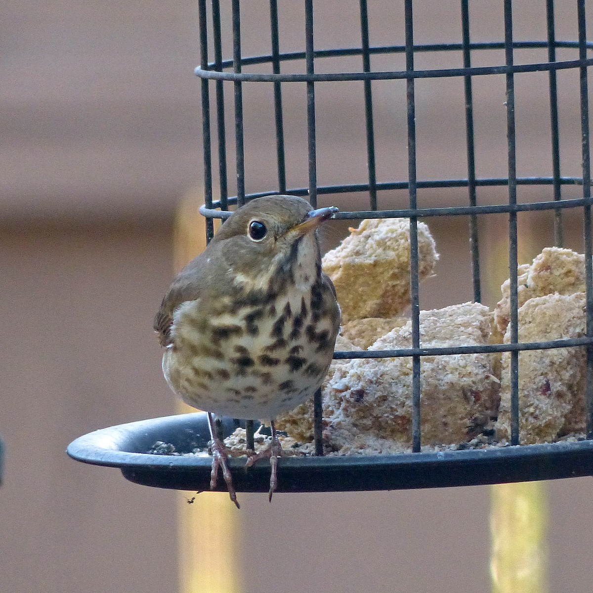 drozd rezavoocasý - ML646027804