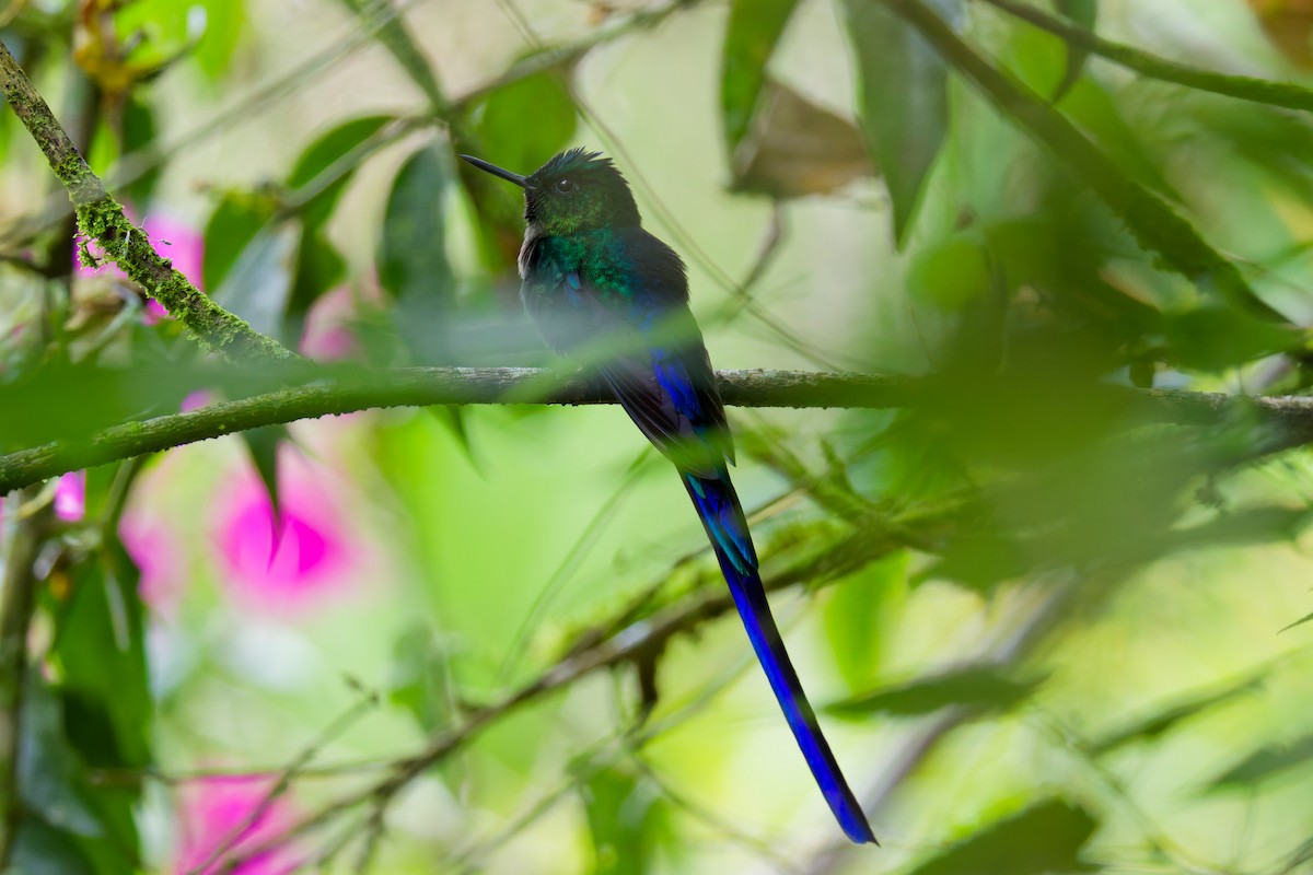 Violet-tailed Sylph - ML646027805