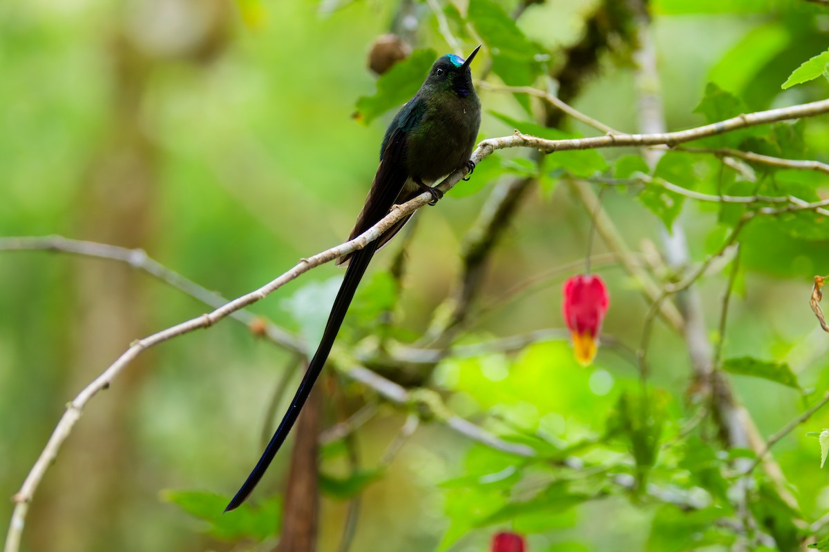 Violet-tailed Sylph - ML646027806
