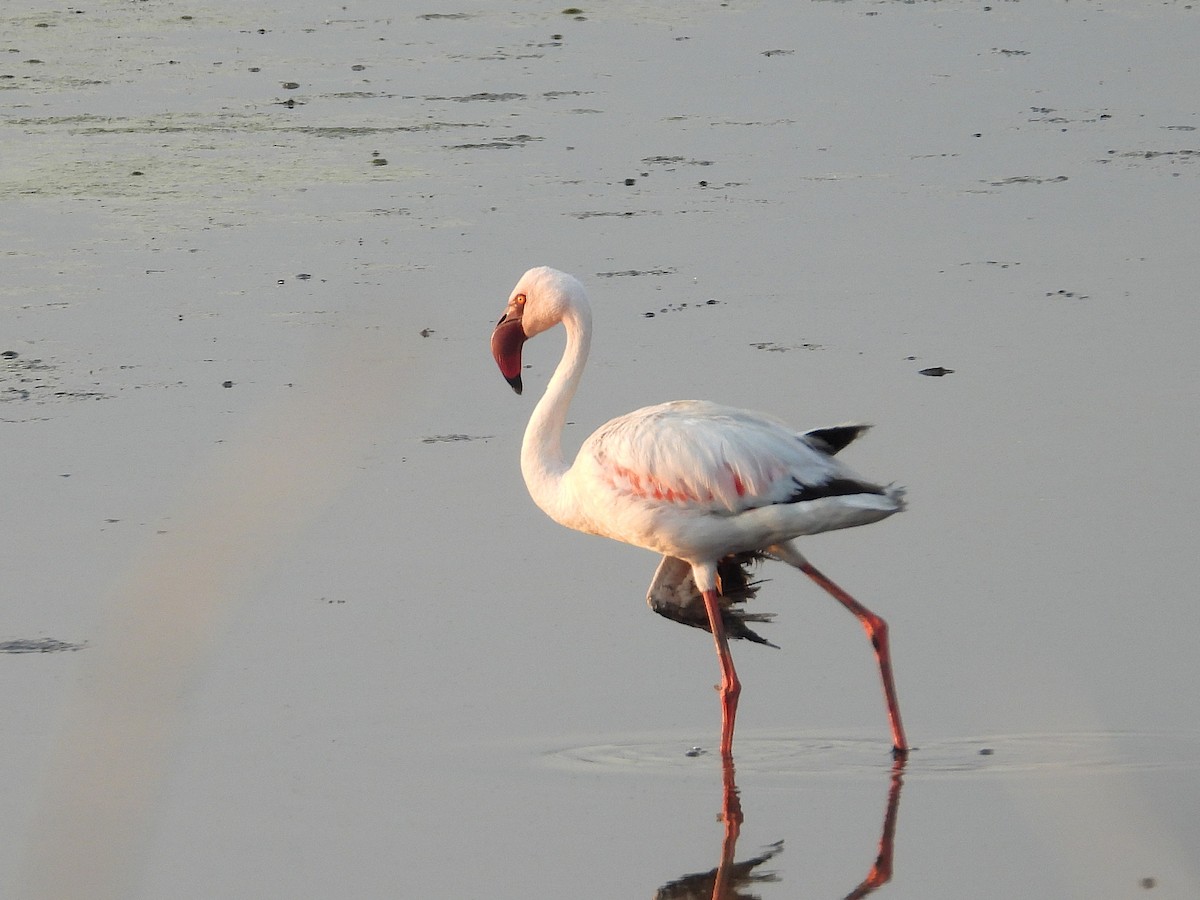 Zwergflamingo - ML646027808