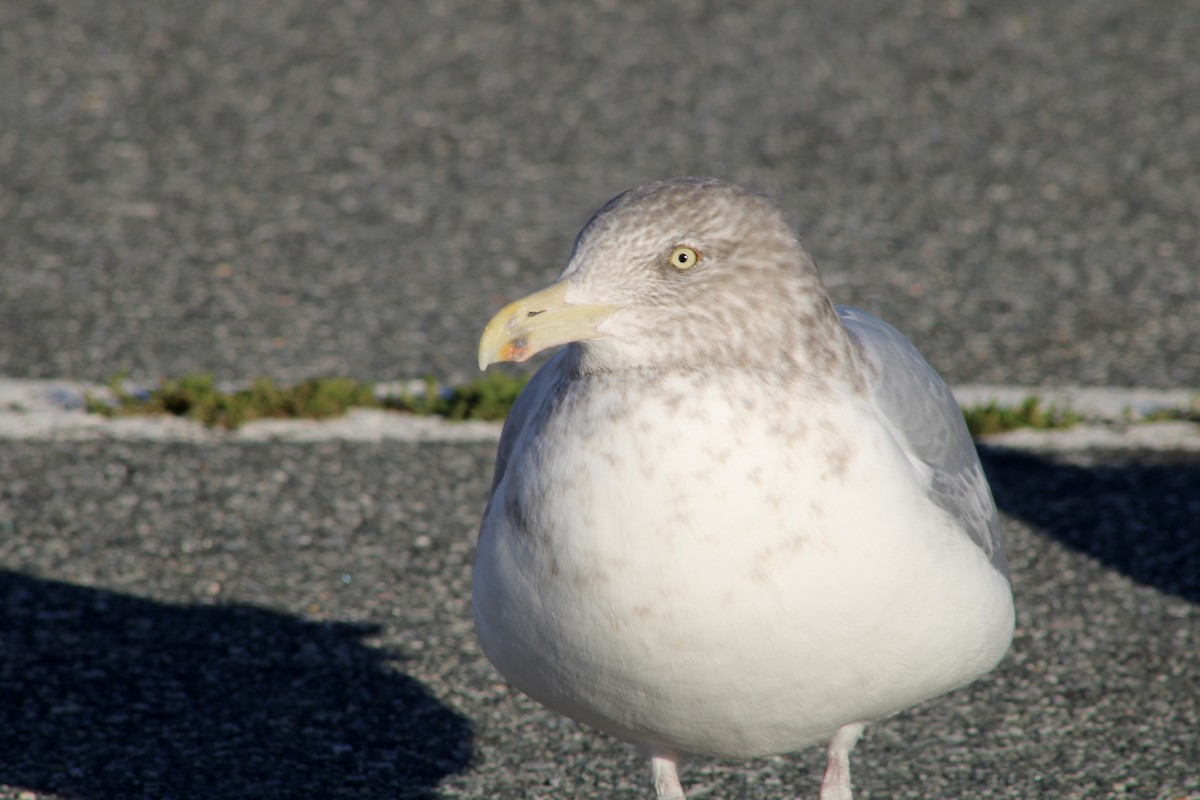 American Herring Gull - ML646027812