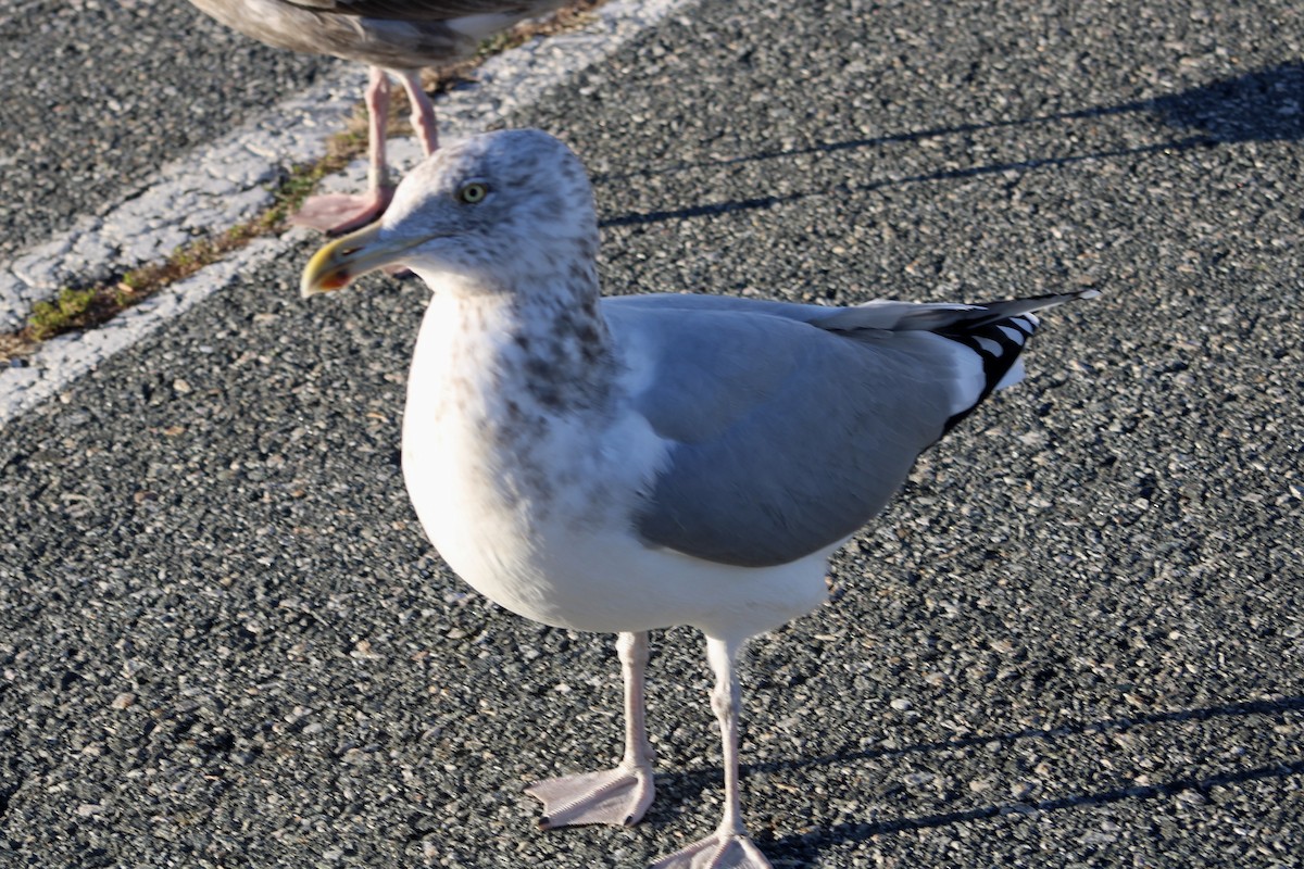 アメリカセグロカモメ - ML646027813