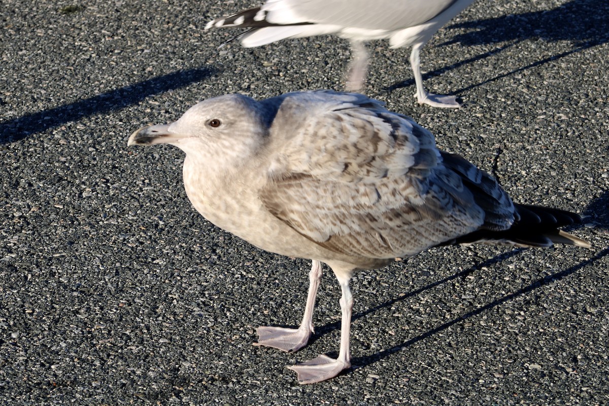 アメリカセグロカモメ - ML646027814