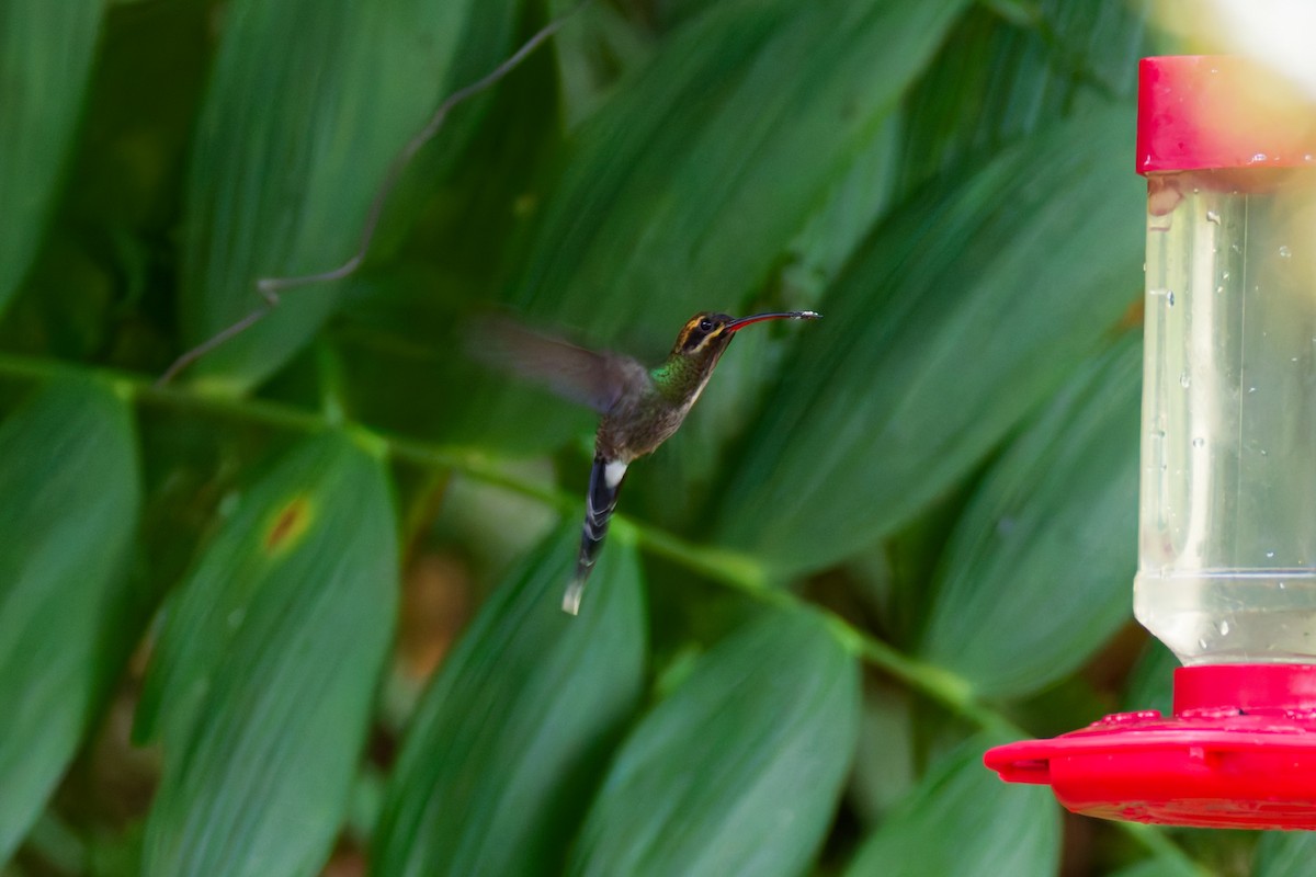 White-whiskered Hermit - ML646027815