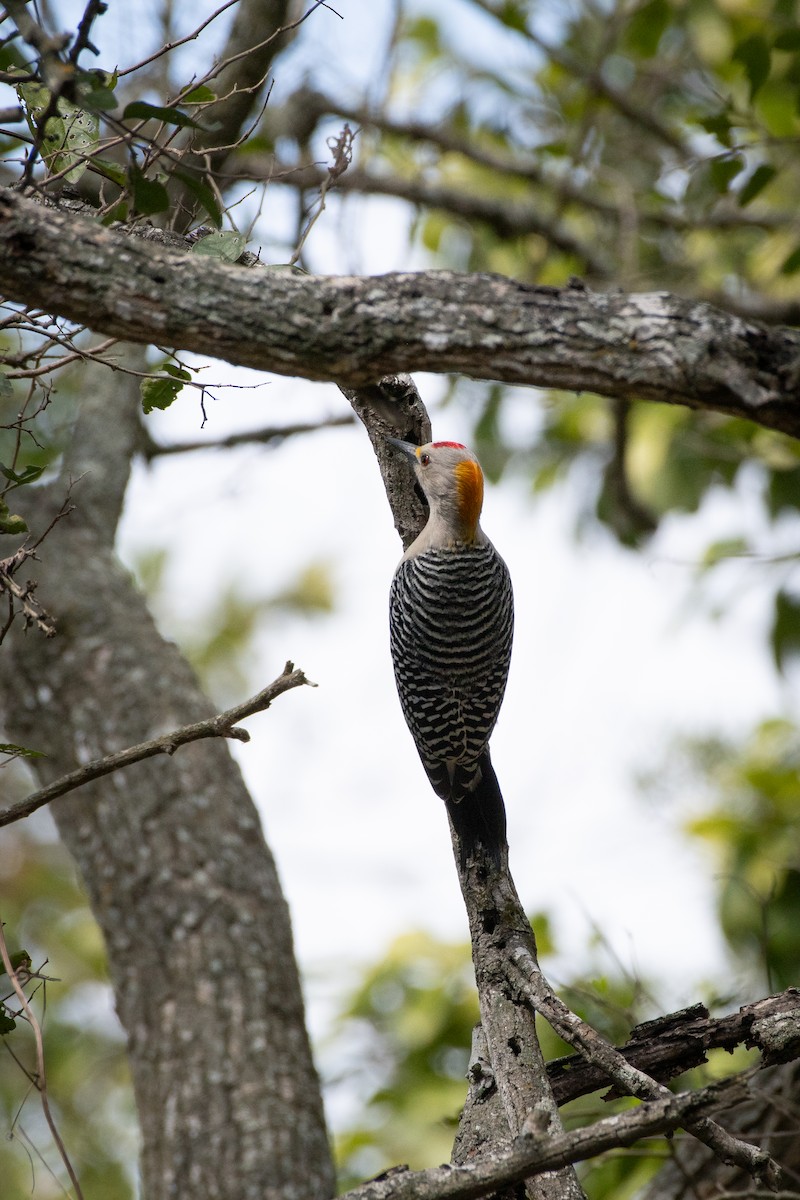 キバナシマセゲラ - ML646027816