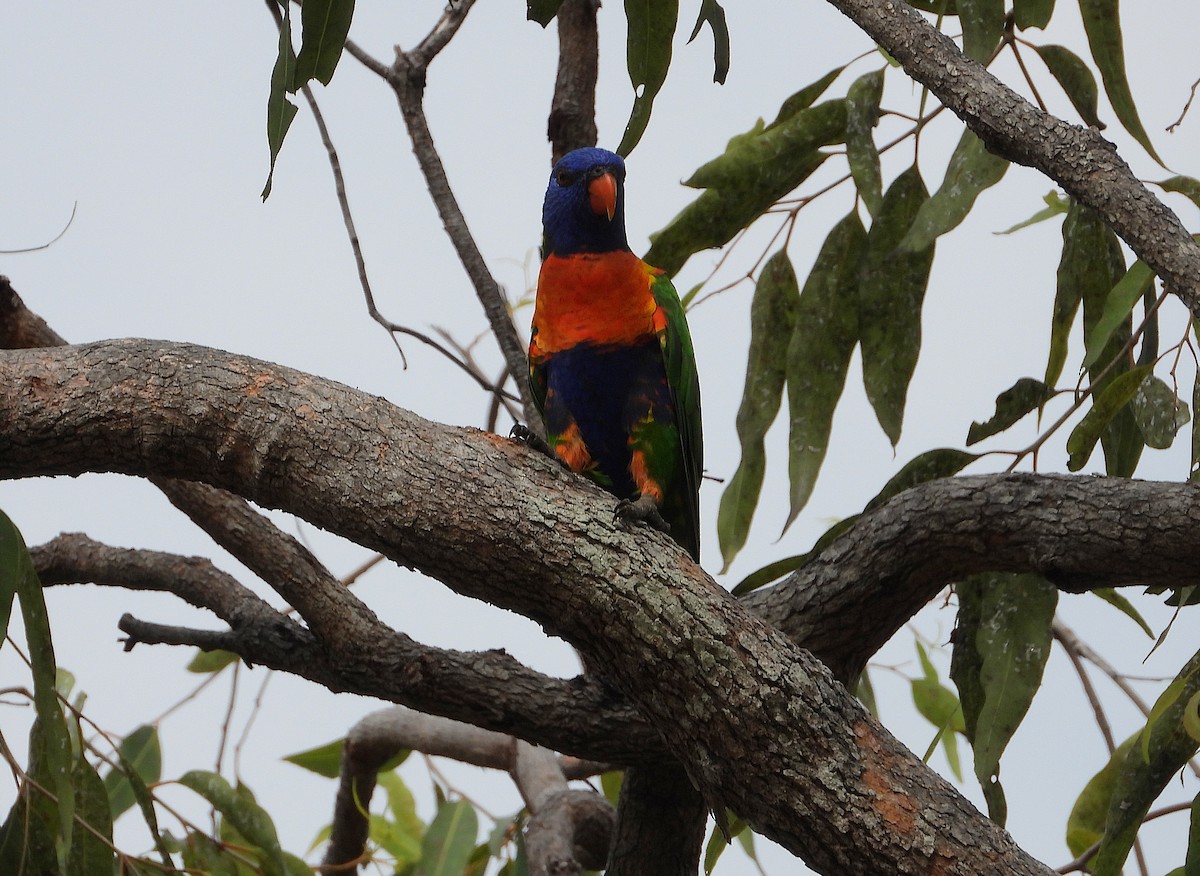 オーストラリアゴシキセイガイインコ - ML646027817