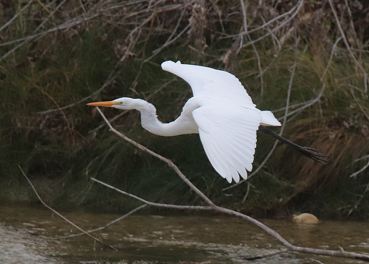 Great Egret - ML646027820