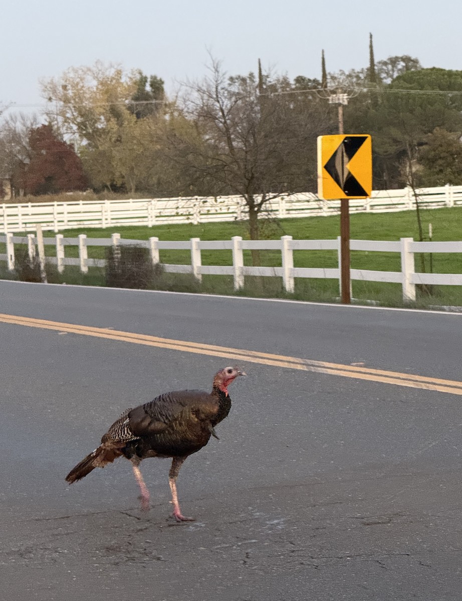 シチメンチョウ - ML646027822