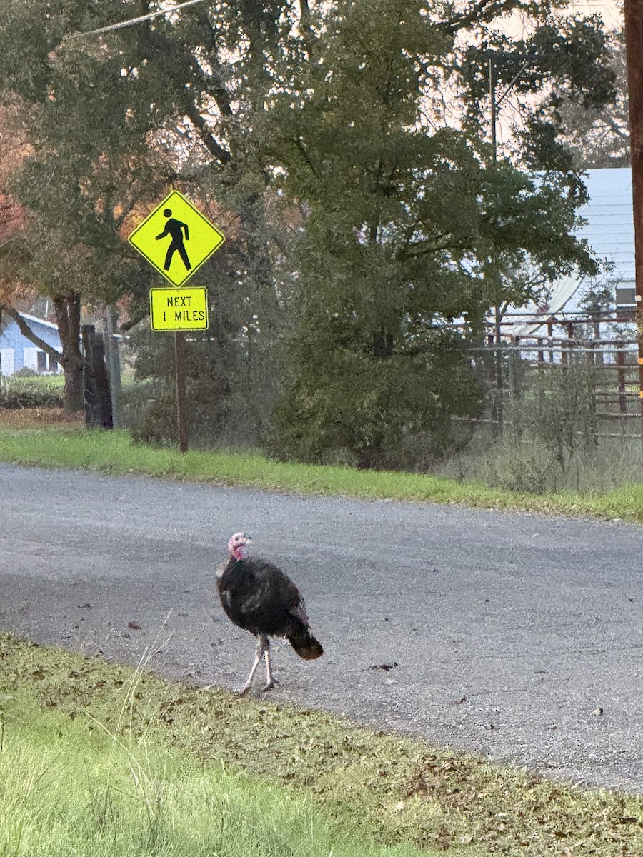 シチメンチョウ - ML646027823