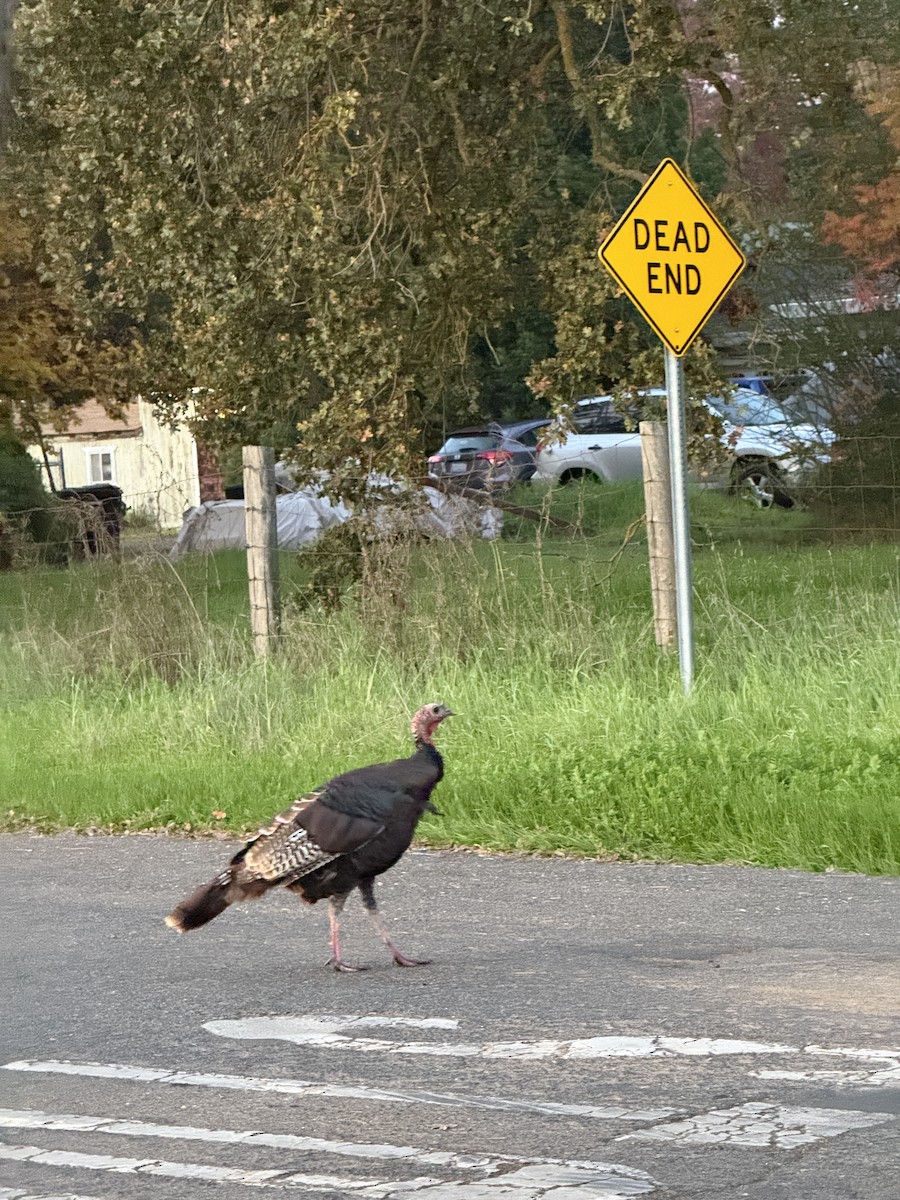 シチメンチョウ - ML646027824