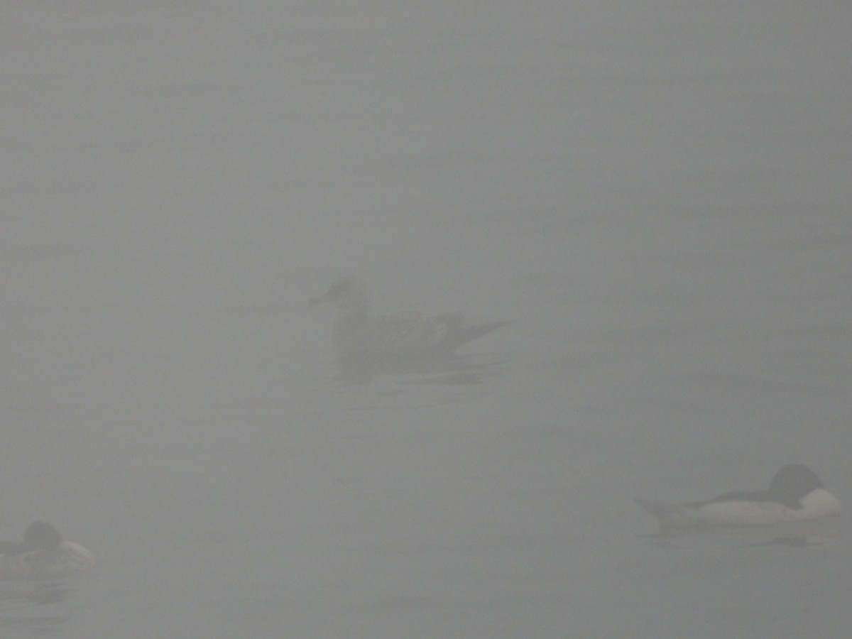 カモメ亜科 - ML646027825