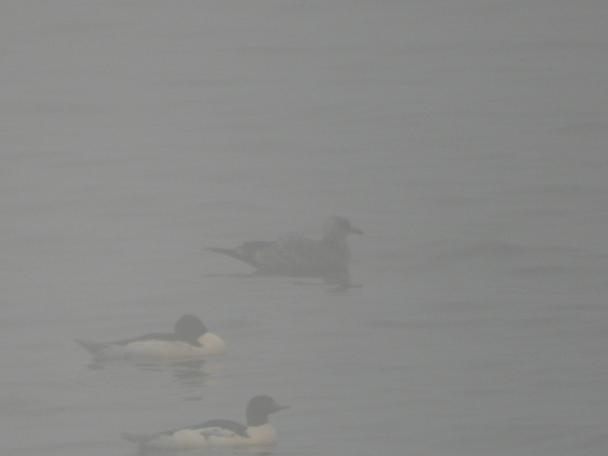 カモメ亜科 - ML646027826