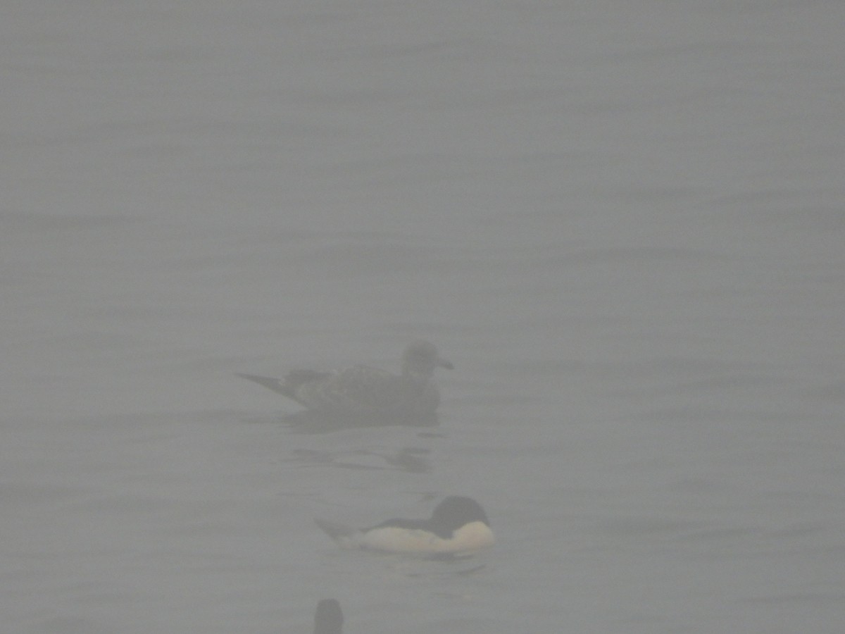 カモメ亜科 - ML646027827