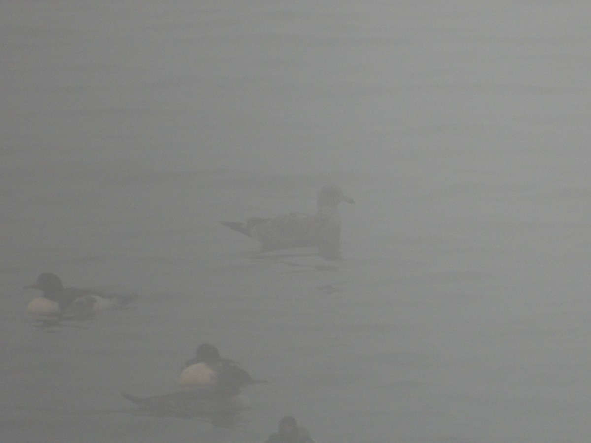 カモメ亜科 - ML646027828