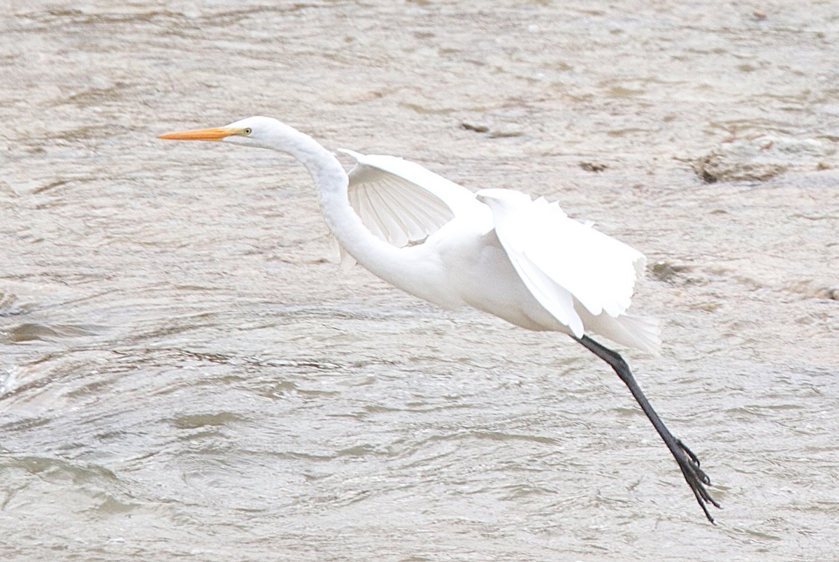 ダイサギ - ML646027829