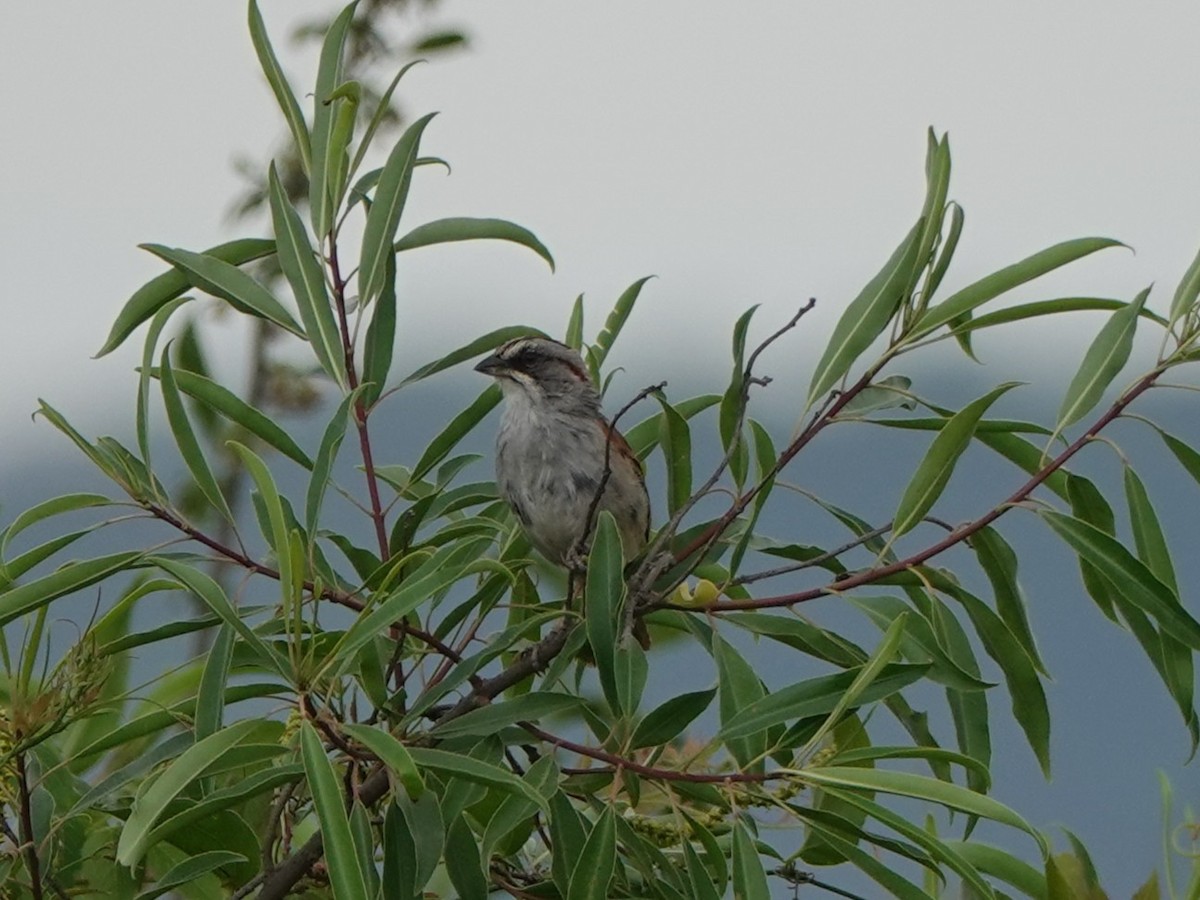 ユンガススズメモドキ - ML646027830