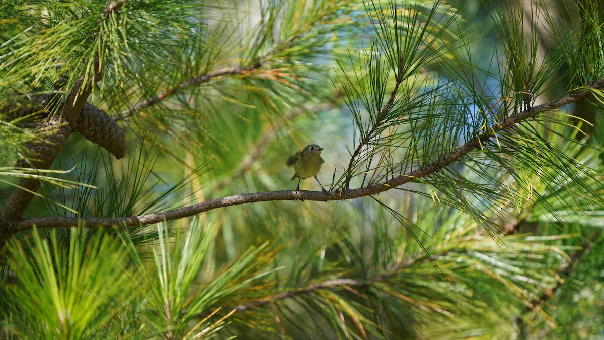 ルビーキクイタダキ - ML646027832