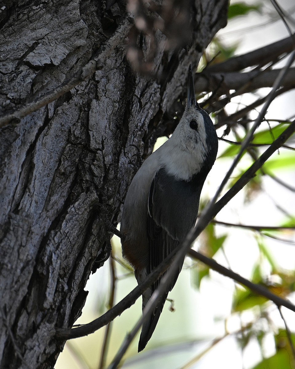 ムナジロゴジュウカラ（lagunae グループ） - ML646027833