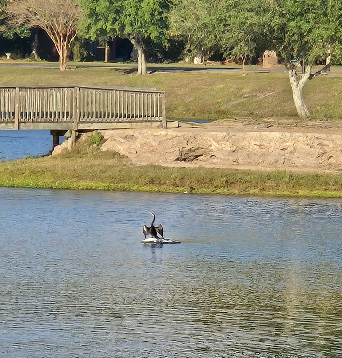 アメリカヘビウ - ML646027834