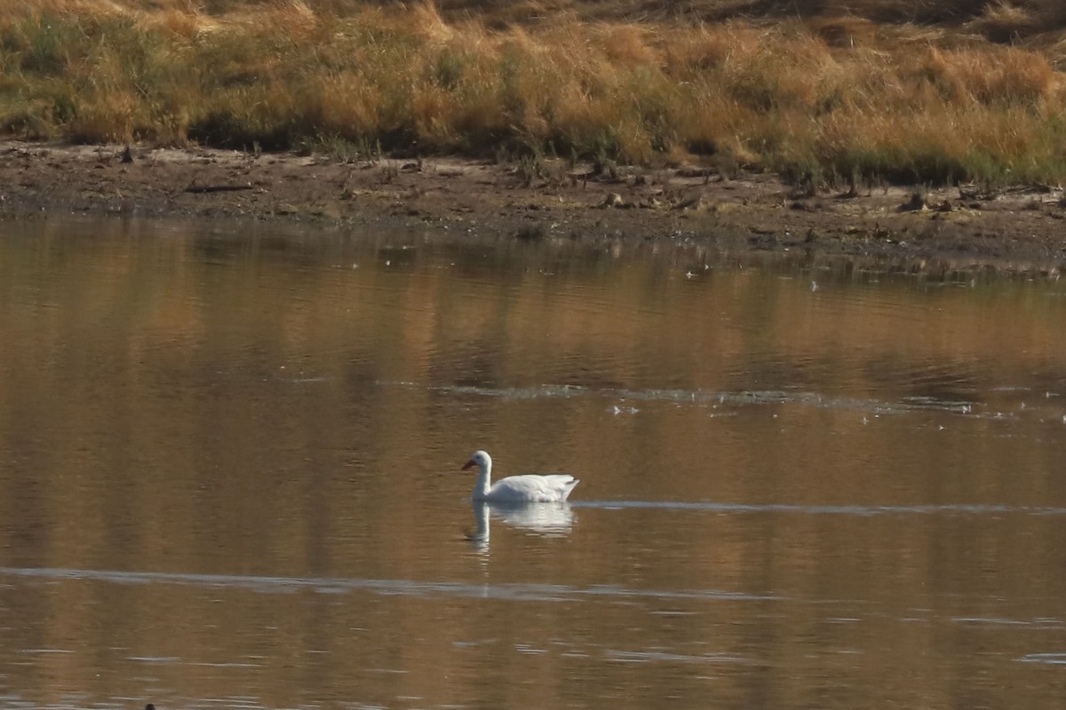 カモハクチョウ - ML646027835