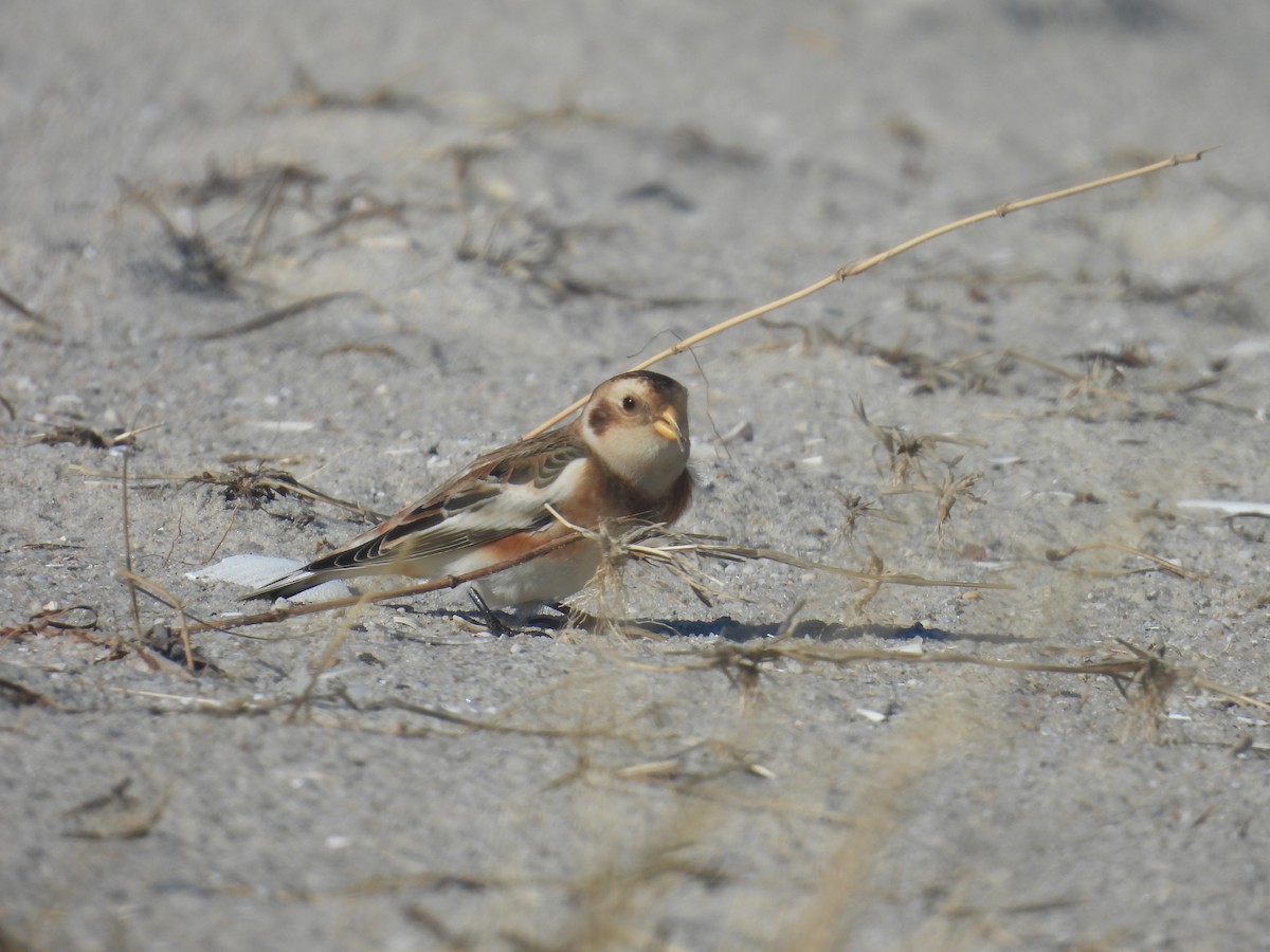 ユキホオジロ - ML646027836