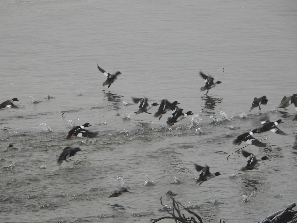 キタホオジロガモ - ML646027840